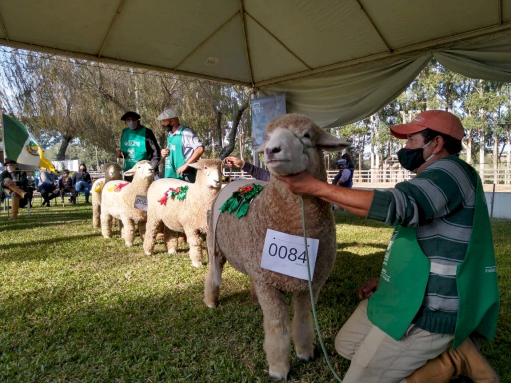 Fenovinos tem incremento de 50% de animais inscritos