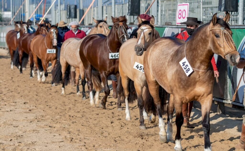 Felipe Ulbrich/Especial FS - Até oito animais podem ter os passaportes carimbados em cada exposição