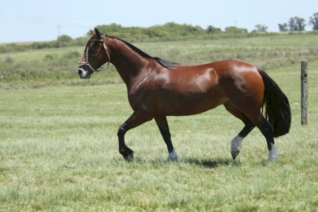 Divulgação/JG Martini - Estarão em pista 35 lotes de equinos da raça Crioula