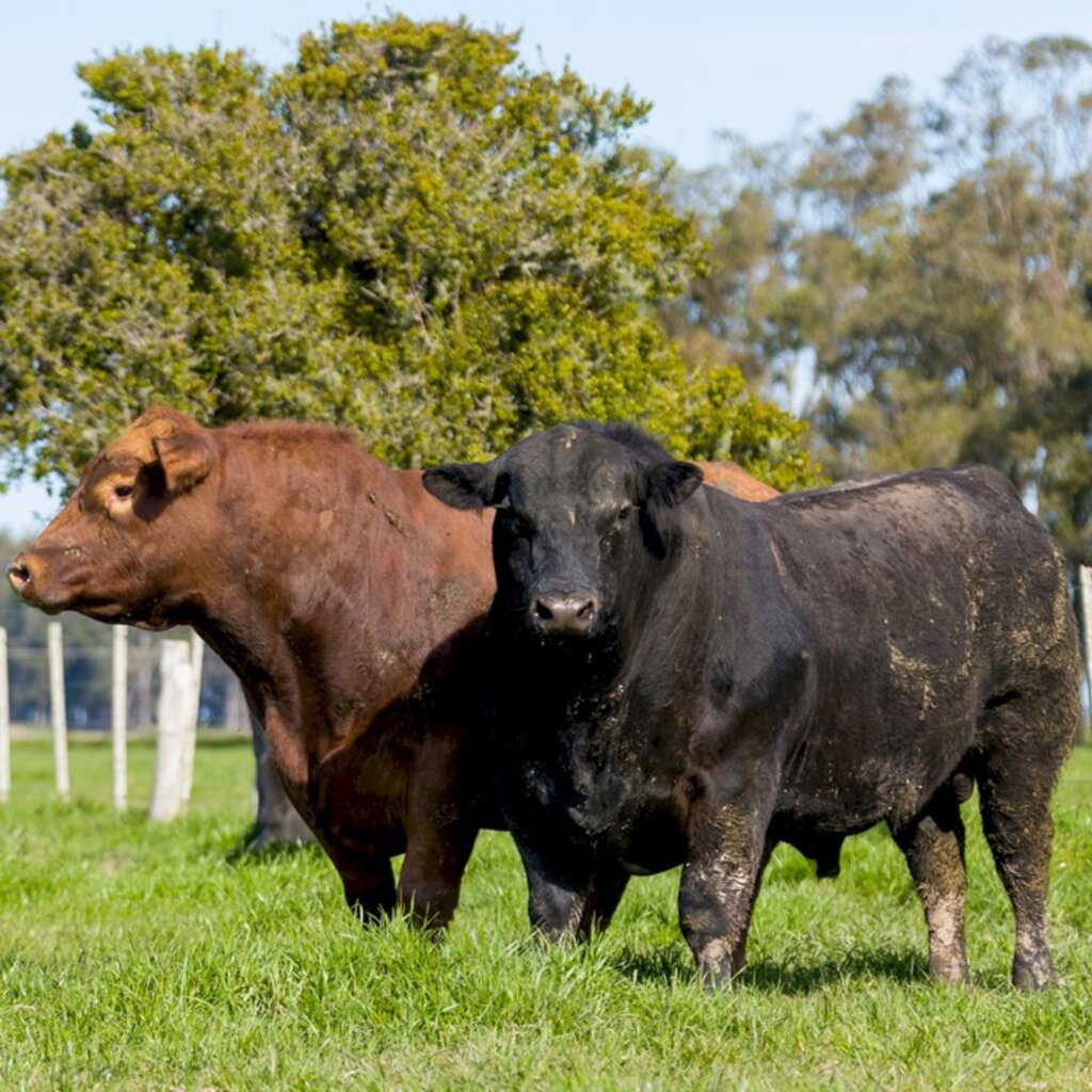 Amplia consumo de sêmen Angus produzido no país