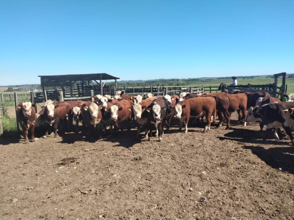 Divulgação/ABHB - Animais são avaliados nos campos da Embrapa Pecuária Sul