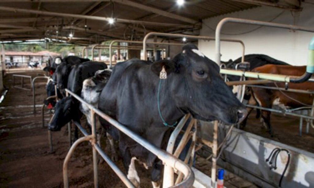 Divulgação - Processo de revisão dos custos de produção do leite estão em discussão