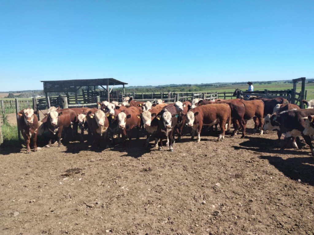 Divulgação/ABHB - Animais são avaliados nos campos da Embrapa