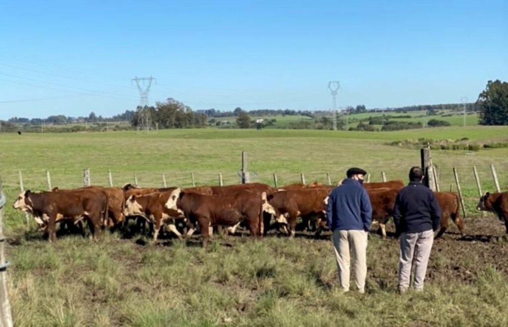 Divulgação/ABHB - Animais são avaliados nos campos da unidade de pesquisa