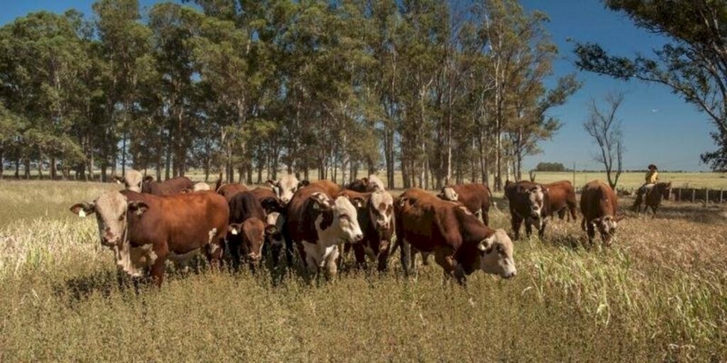 Fernando Dias/Especial FS - Especialista chamou atenção para a  alteração das práticas de manejo muitas vezes com mais animais em menor espaço