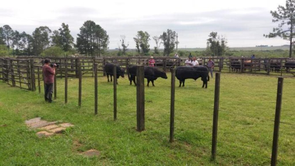 Angus e Embrapa Pecuária Sul  firmam parceria