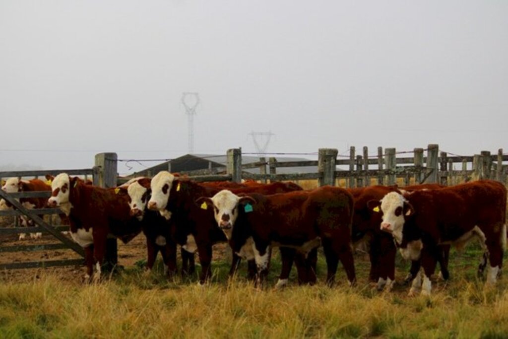 Bagé sedia prova de reprodutores Hereford e Braford