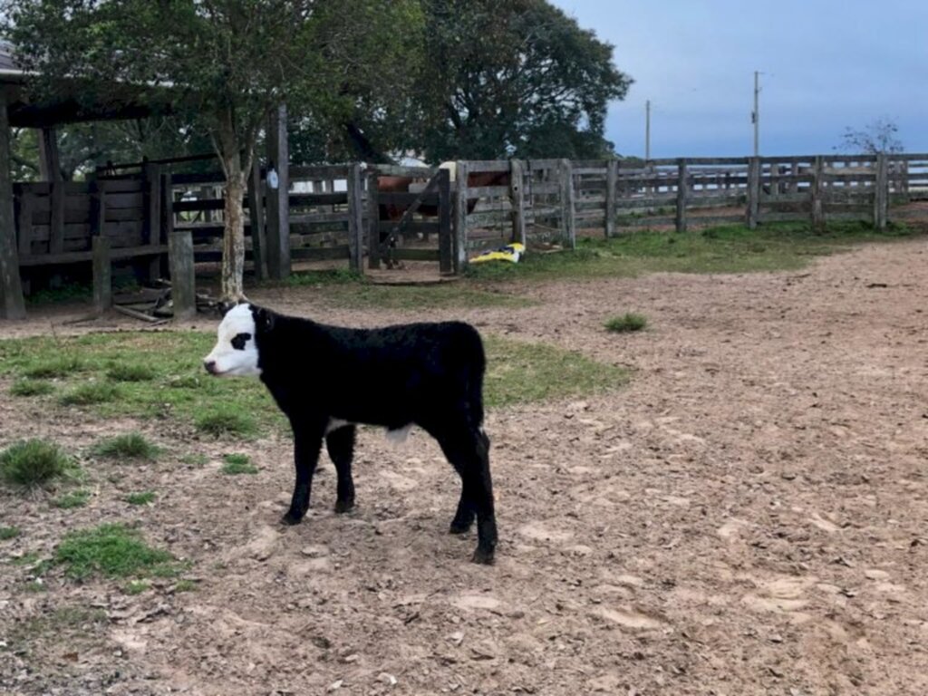 Nasce o primeiro animal Black Hereford no Brasil