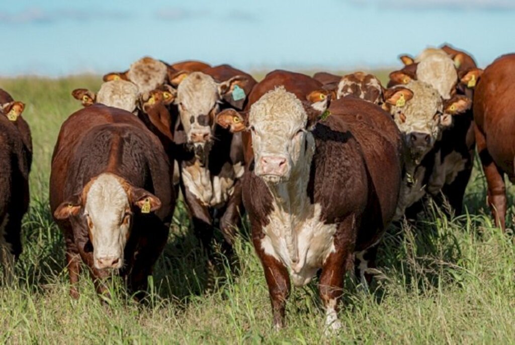 Animais de Dom Pedrito se destacam em prova na Embrapa