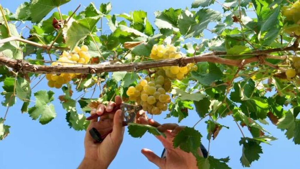 Reprodução/Facebook - Chardonnay é a primeira cultivar a ser colhida