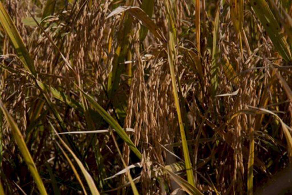 Levantamento da Farsul indica perdas no arroz