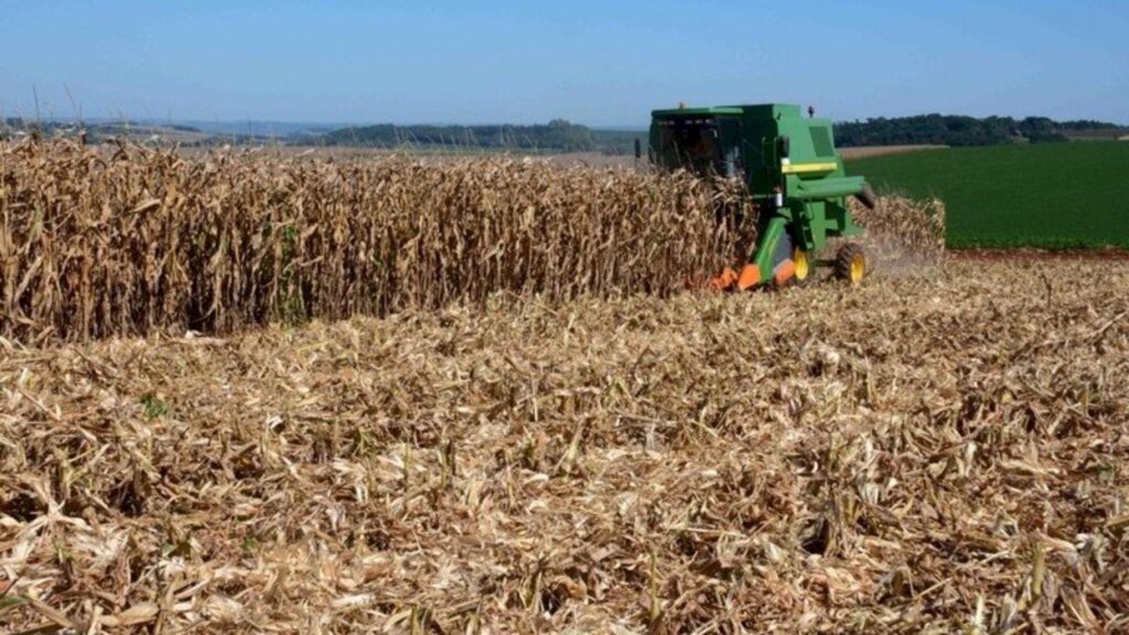 Plantio de milho é soja atinge quase totalidade da área estimada