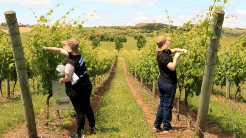 Luciane Rubim /Especial FS - Equipes de agrônomos coletaram 120 amostras a partir de denúncias