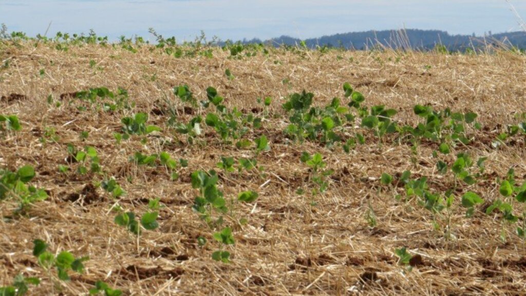 Carina Venzo Cavalheiro/Especial FS - Em algumas lavouras, há morte de plantas ainda na fase inicial do cultivo