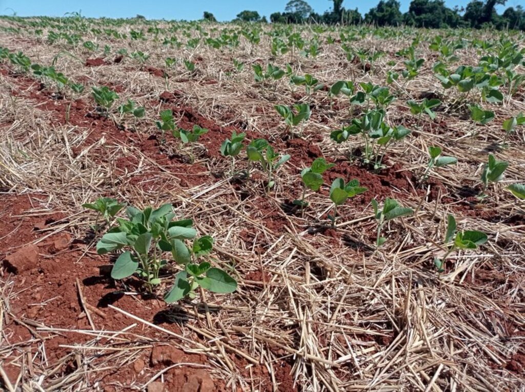 Estiagem afeta produção das lavouras e o campo