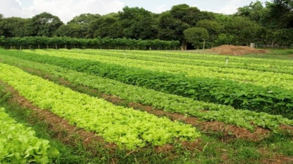 Clima beneficia olerícolas na região de Bagé