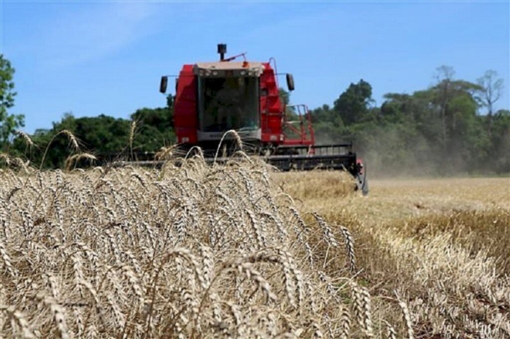 José Schafer/Especial FS - Colheita de trigo chegou a  85% da área cultivada no Estado