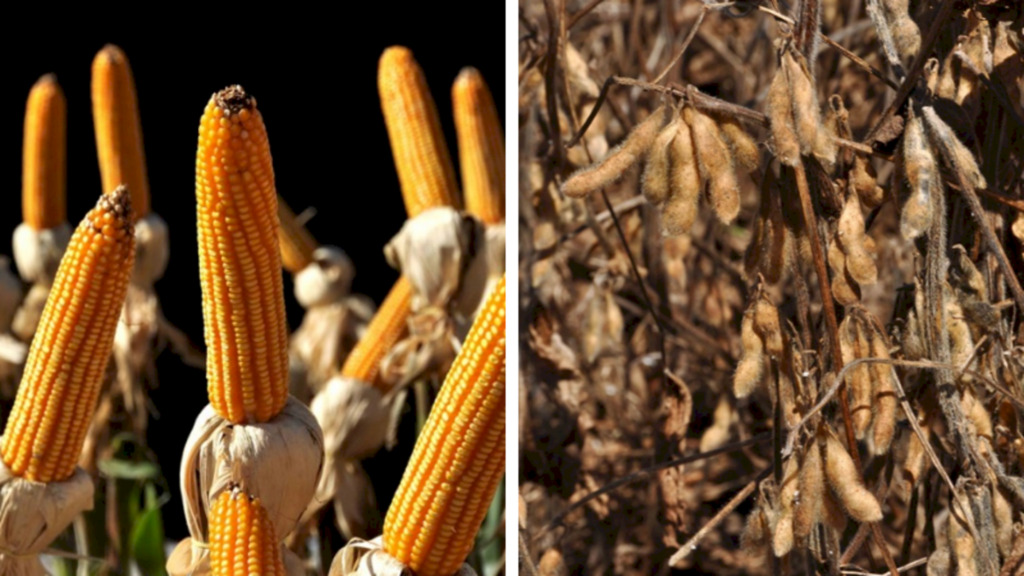 Fernando Dias/Especial FS - erão informações atualizadas sobre áreas plantadas e colhidas