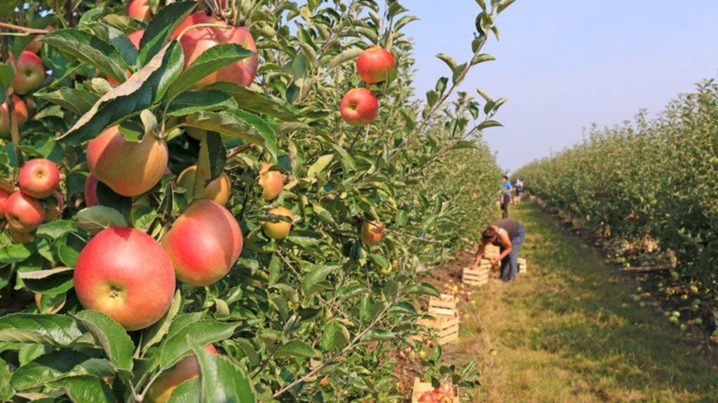 Zoneamento agrícola está disponível para todo o país