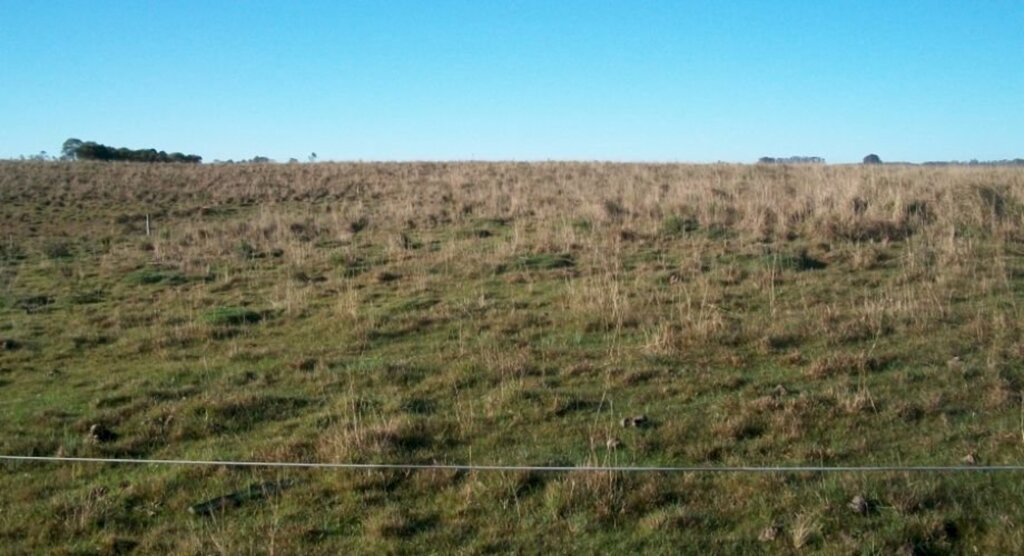 Divulgação - Maior parte das áreas de campo nativo está sem crescimento