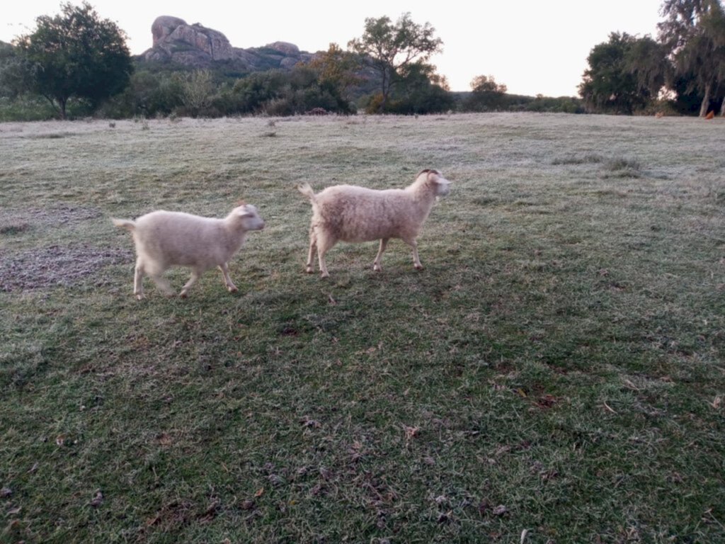 Cristina Medeiros Colares/Especial FS - Geada na região dificultou alguns cultivos de campo