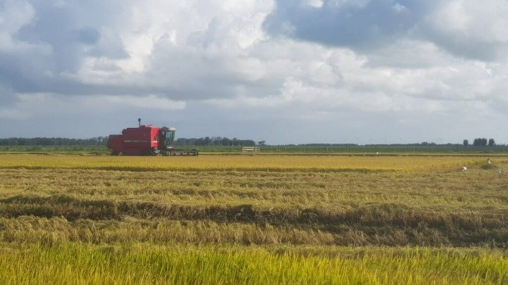 Edivane Portela/Especial FS - Falta colher apenas 1% da área de arroz no Estado