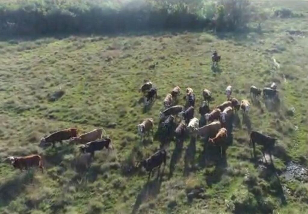 Polícia Civil apreende 99 bovinos