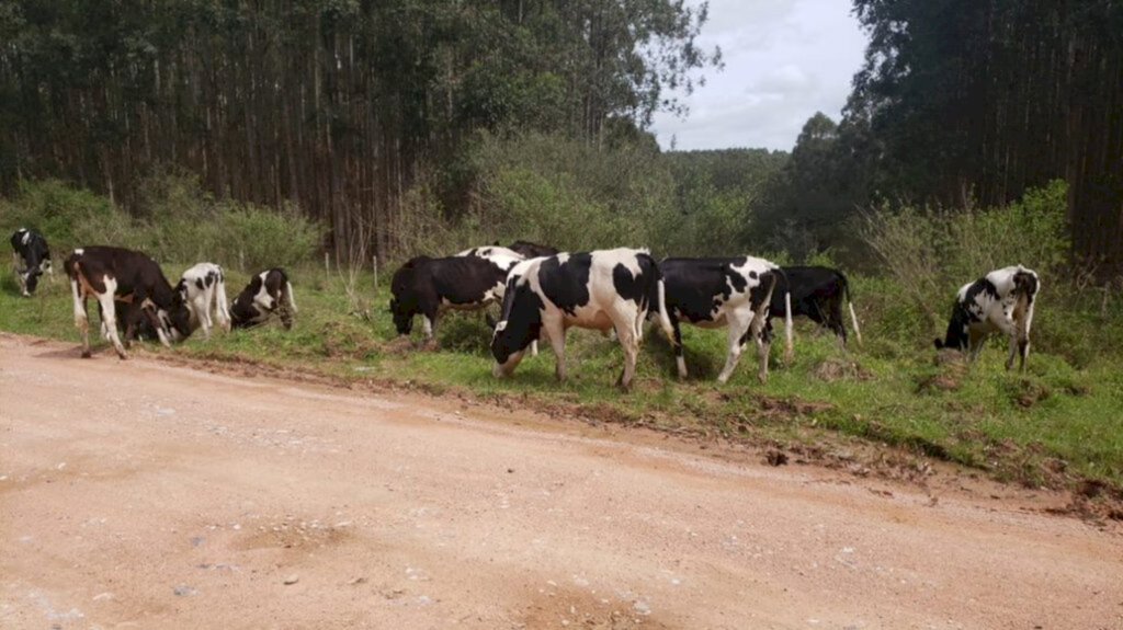 Vacas furtadas são localizadas em uma floresta