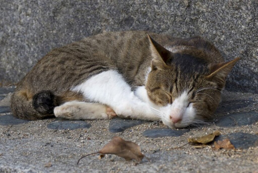 Reprodução/Internet - á sumiram em torno de 127 felinos na cidade