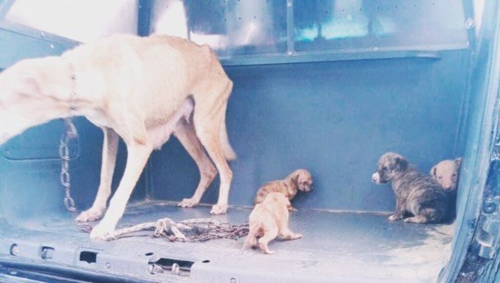 Cães maltratados são resgatados