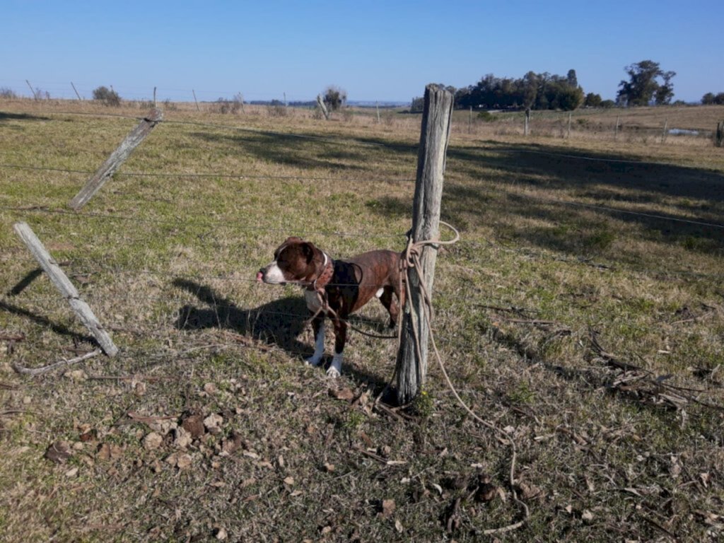  - Animal é de uma vizinha da família da criança