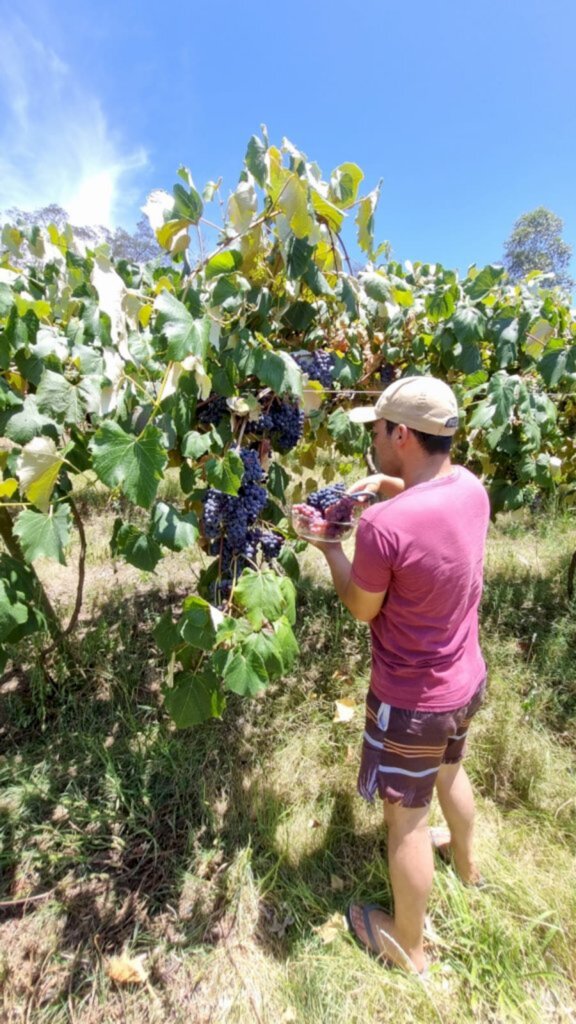 Divulgação - As uvas serão vendidas a  R$ 6 o quilo