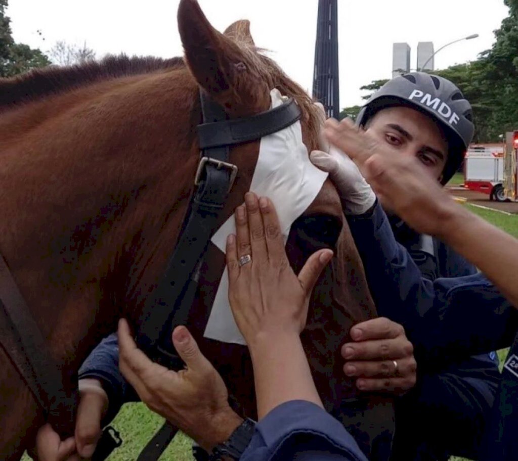 Reprodução/FS - Cavalo é atendido após ter sido agredido com pedaços de ferro