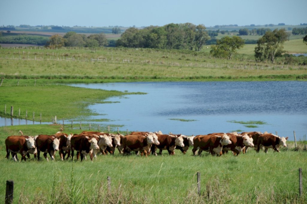 Divulgação/Embrapa Pecuária Sul - A alta mais expressiva se deu na Agropecuária