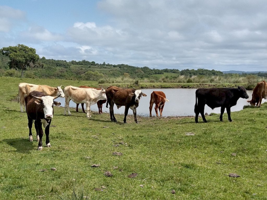 Bioma Pampa perde vegetação nativa