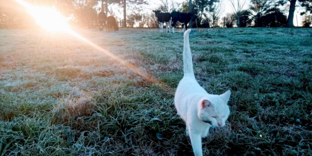 Começo da primavera terá até geada