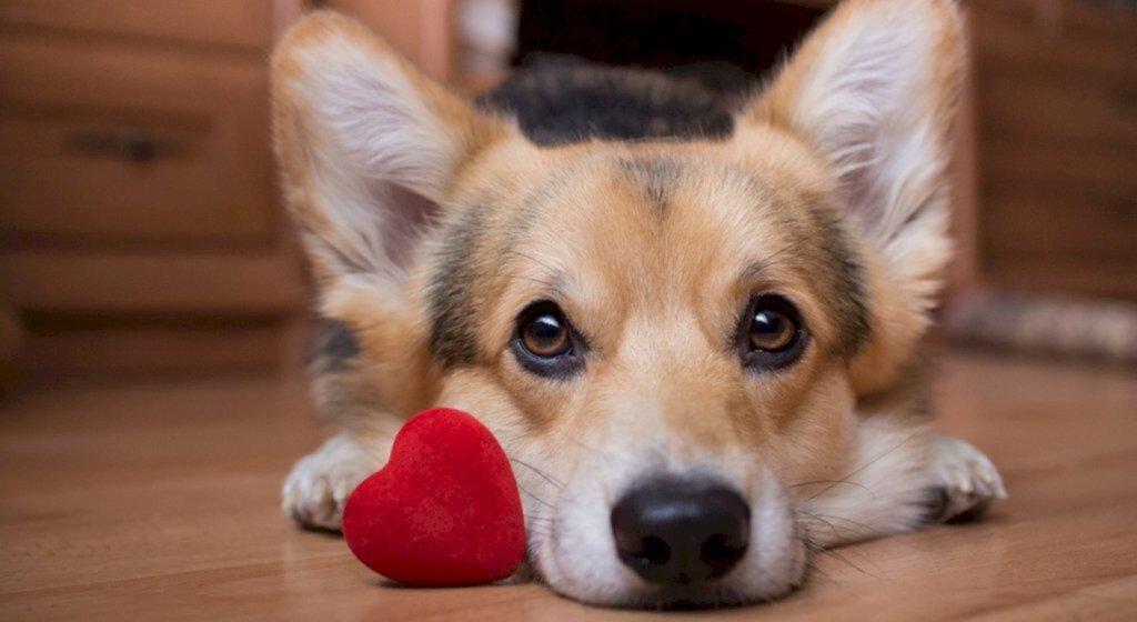 Alerta é sobre doenças cardiovasculares em pets