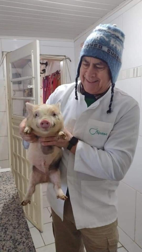 Porco sorridente chama atenção em perfil de veterinário