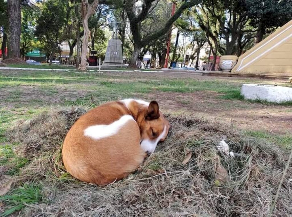 Apelo é para que animais sejam abrigados do frio