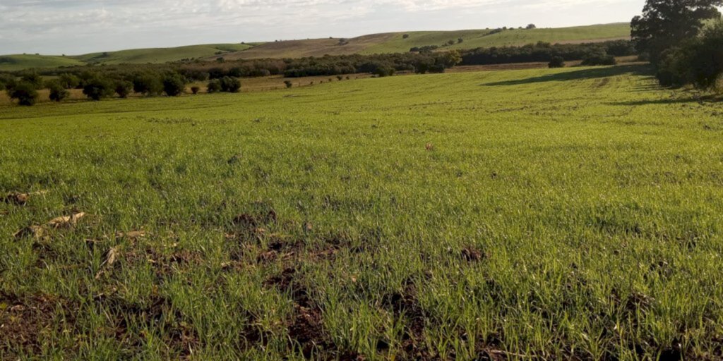 Excesso de chuva causa impacto na produção