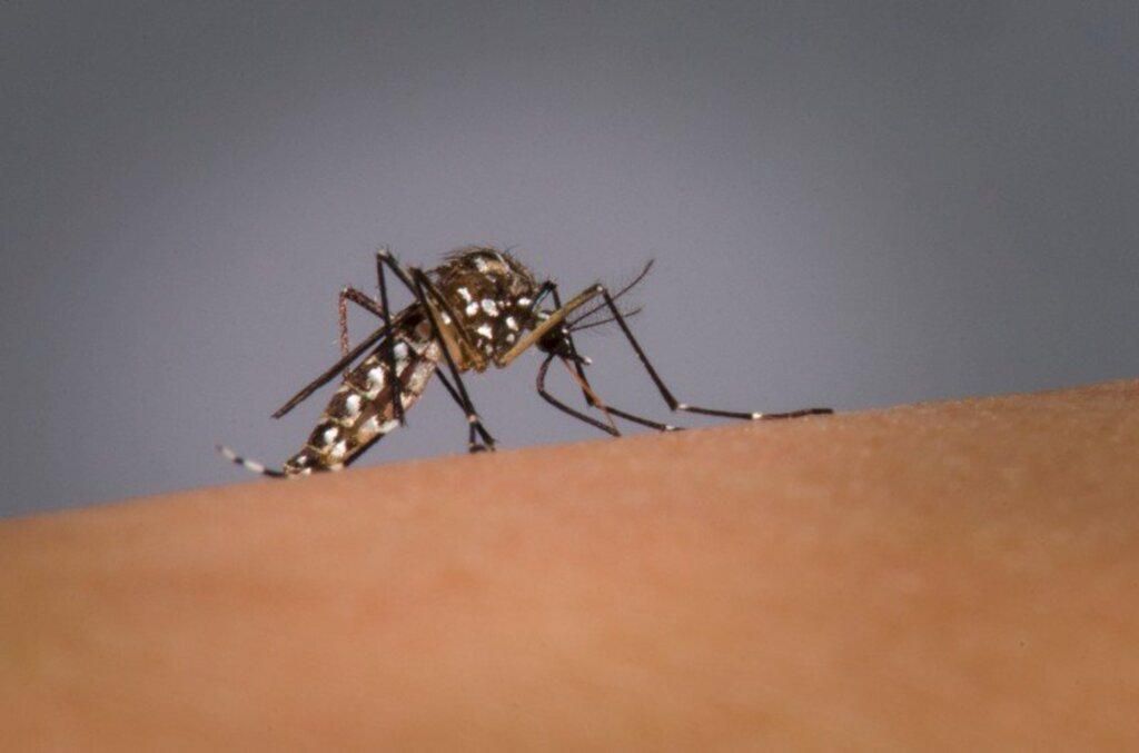 Divulgaçã/Fiocruz - Aedes aegypti é o mosquito transmissor da dengue, zika e chikungunya