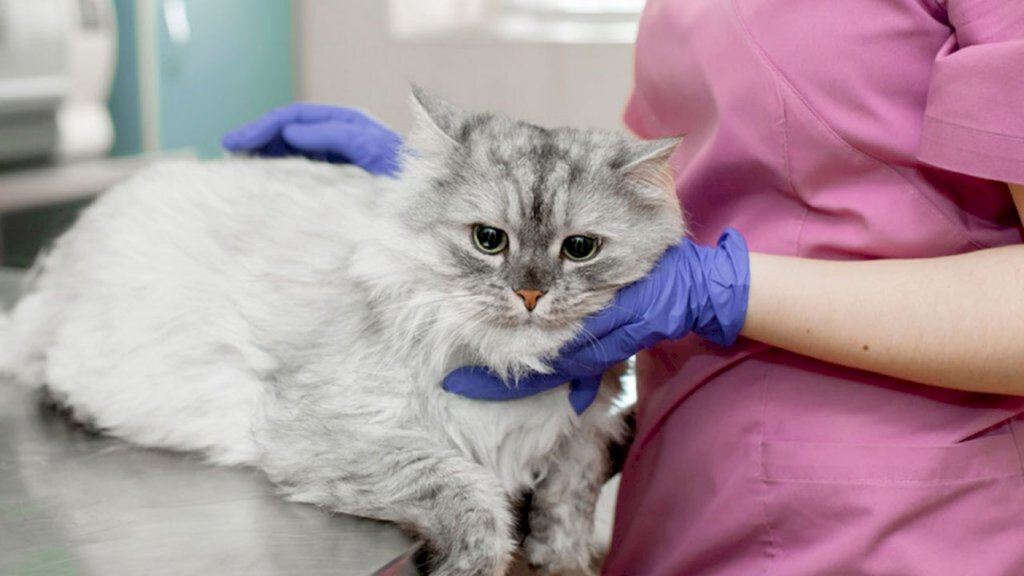 Época é de vacinação contra a gripe felina