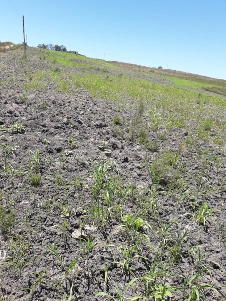 Reprodução/Tribuna do Pampa - Anúncio foi feito pelo Ministério do Desenvolvimento Regional