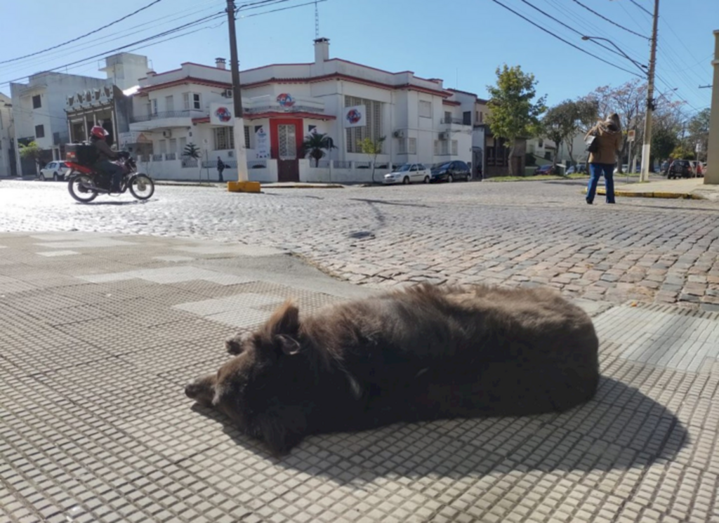 Alerta é para período de infestações de carrapatos