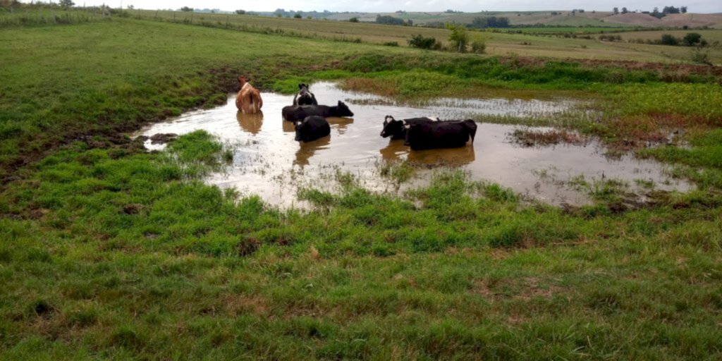 Sérgio Hubert/Especial - Vacas procuram maneiras para se refrescar