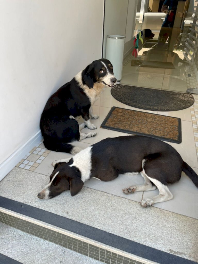 Divulgação FS - Cachorros vão até o escritório do advogado para se refrescar