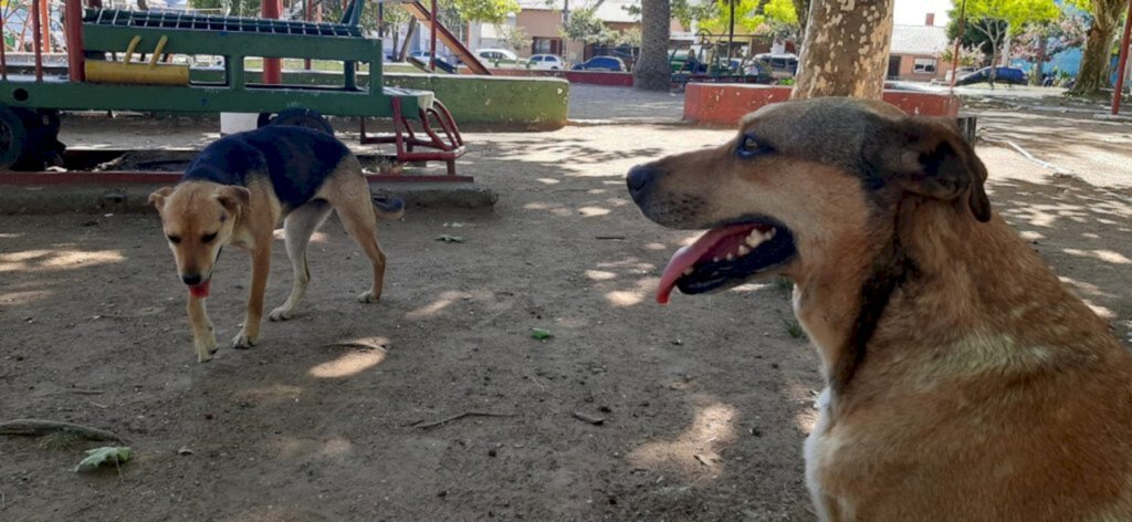 Animais precisam de ajuda para enfrentar onda de calor