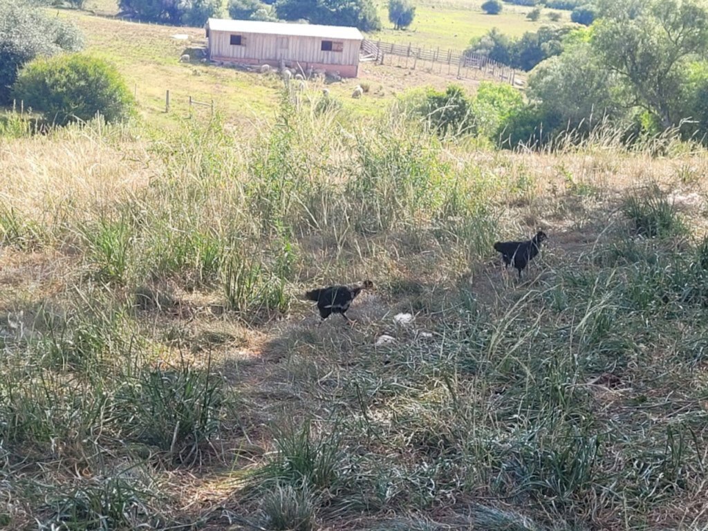 Estiagem torra campos e lavouras da região