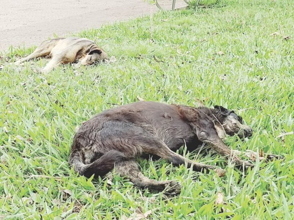 Niela Bittencourt - Proibição busca proteger animais em situação de rua