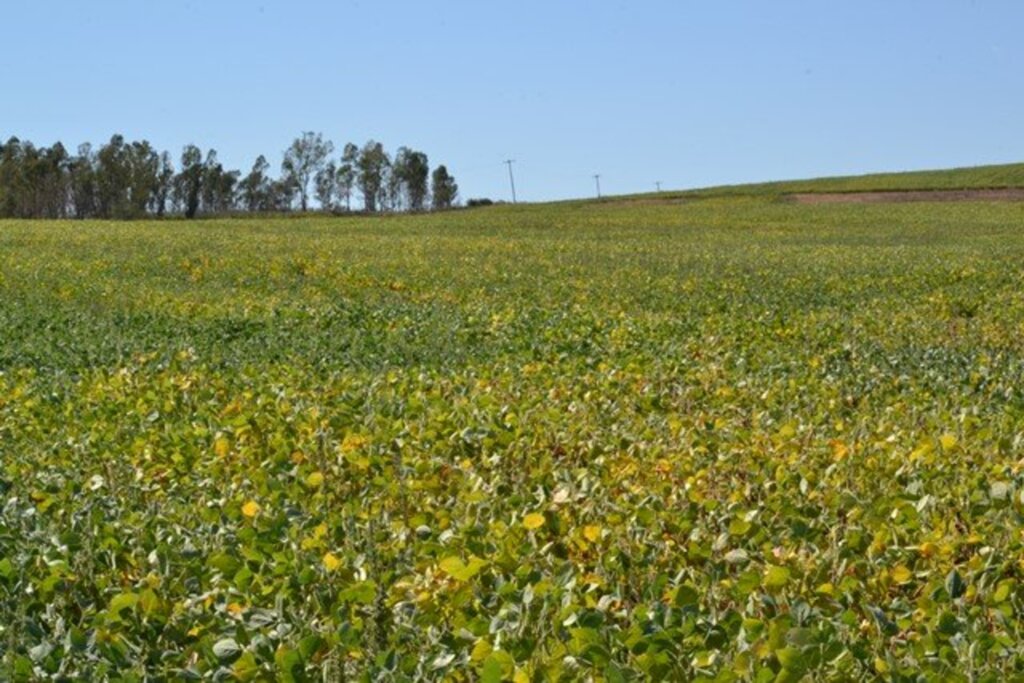 Arquivo - Lavouras da oleaginosa mudaram cenário dos campos da região